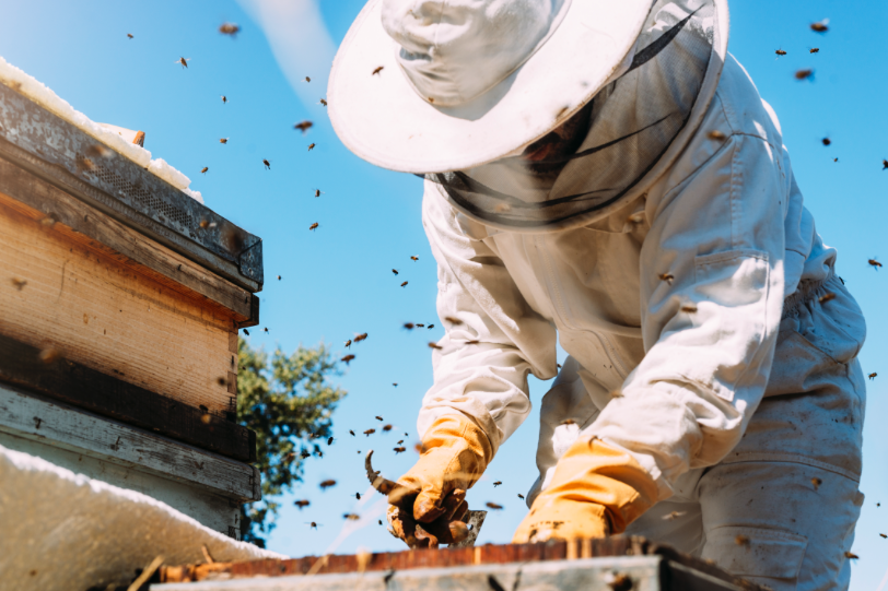 Bijenwas, wie kent het niet. Wist je dat het één van de meest ingenieuze stoffen in de natuur is? 